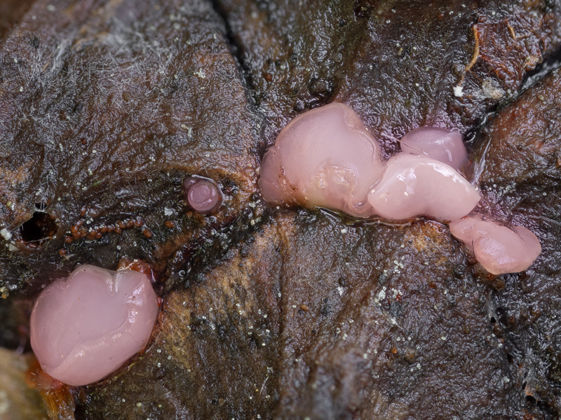 Ombrophila violacea